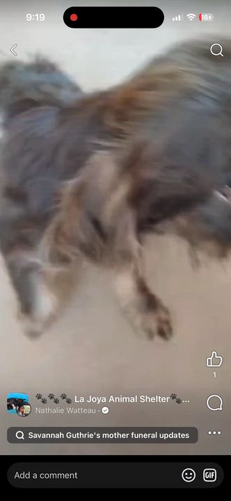 Enlarge Barnaby, a ADOPTABLE mixed breed in Gainesville, VA video 2/2