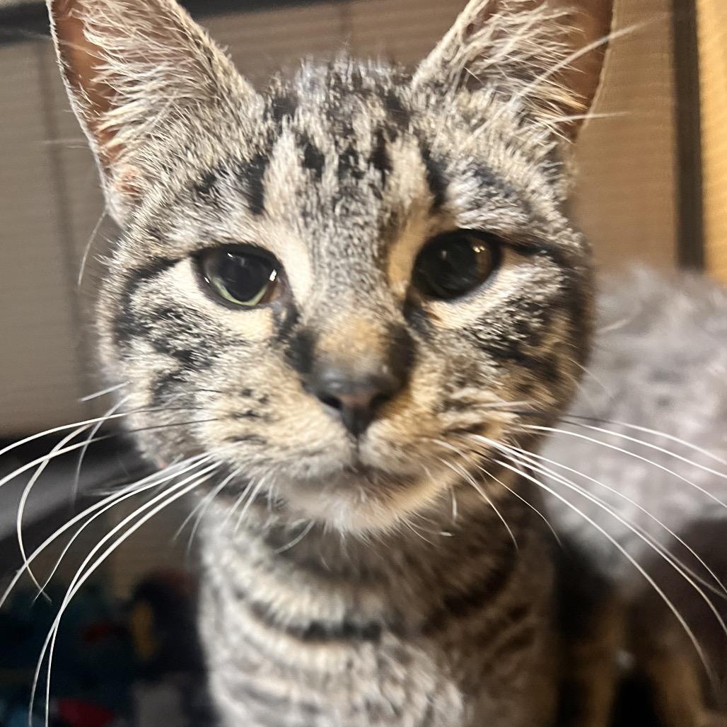 Lou, Adoptable, Young Male Domestic Short Hair.