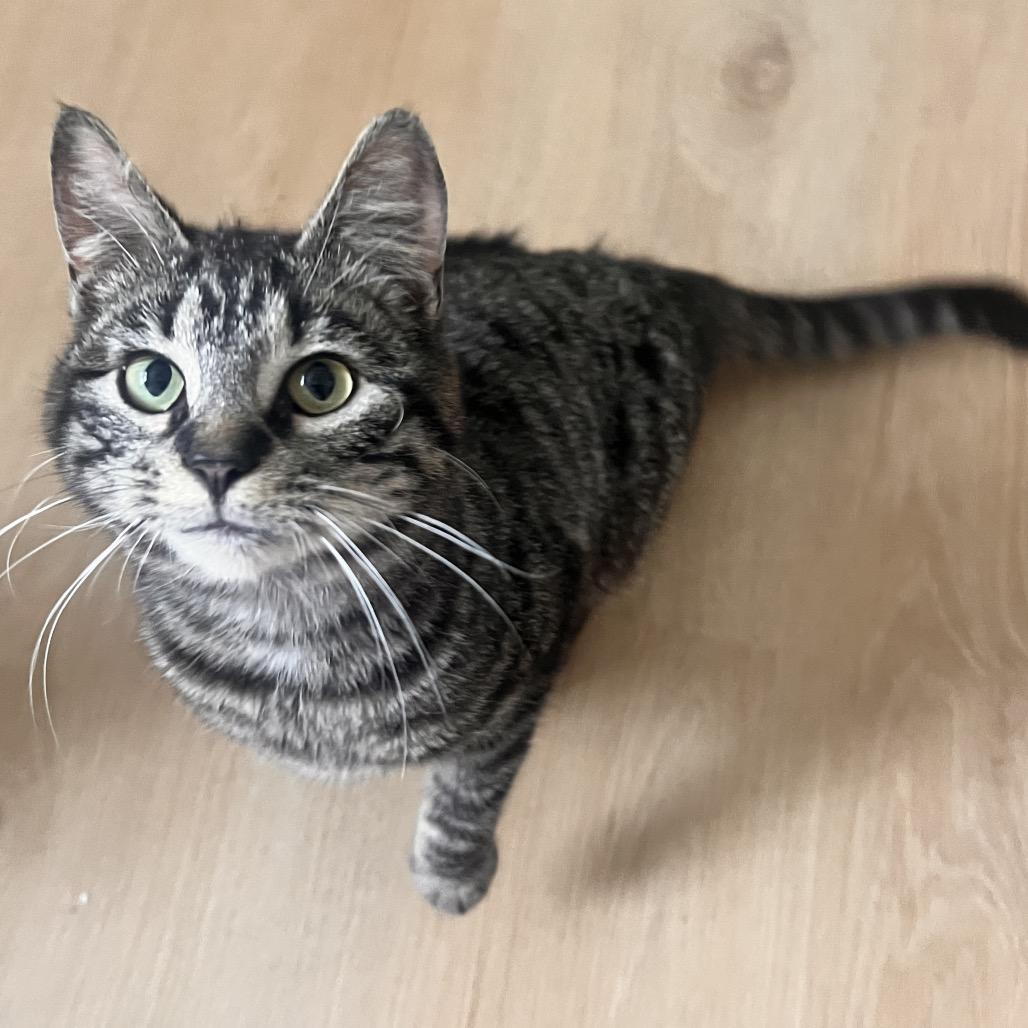 Enlarge Lou, a Adoptable Domestic Short Hair in Springfield, OH image 2/2