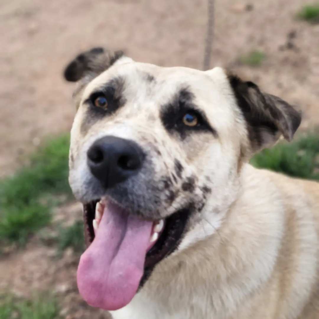 John Jacob Floofenheimer Schmidt (Schmitty), Adopted, Young Male Anatolian Shepherd.