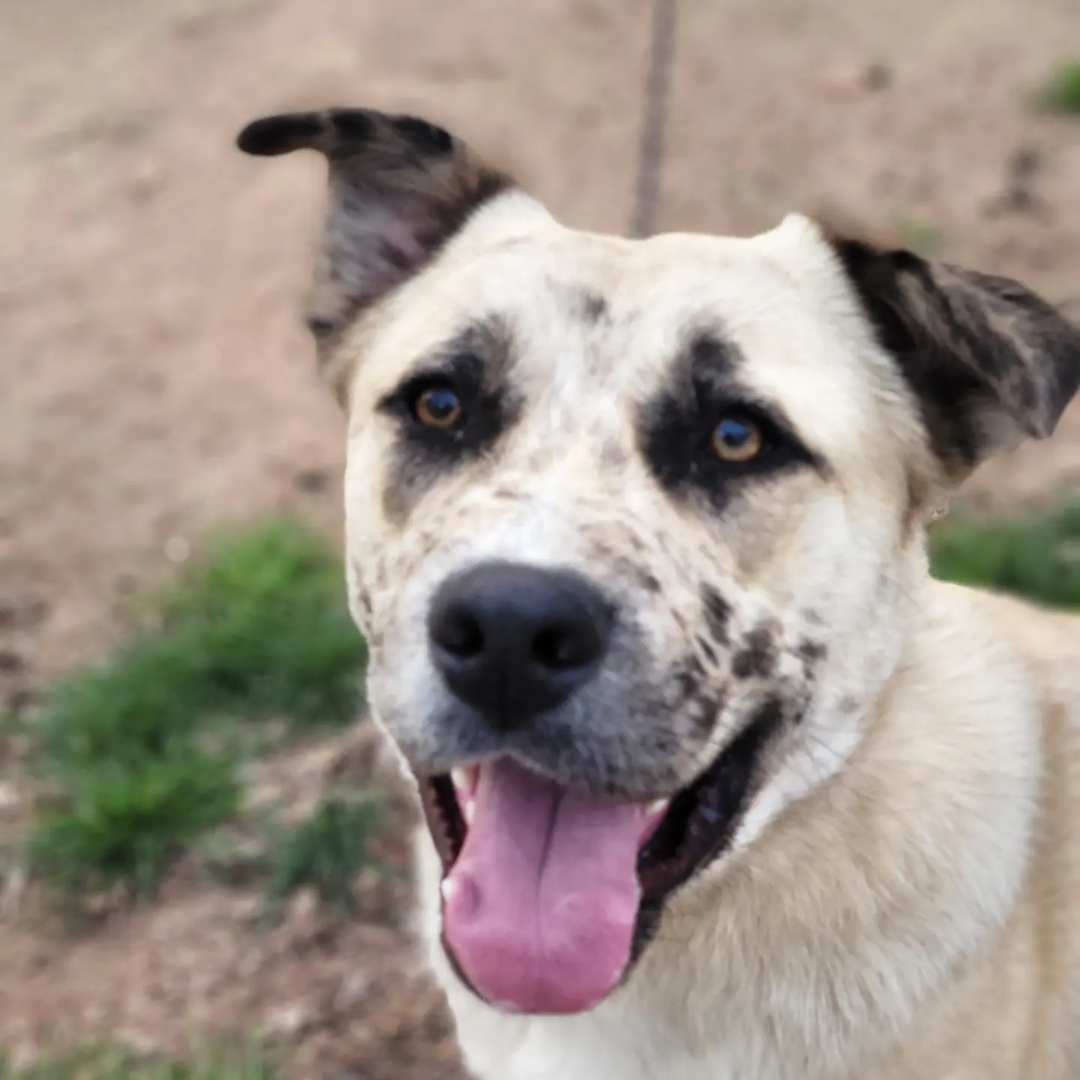 John Jacob Floofenheimer Schmidt (Schmitty), a Adopted mixed breed in Belton, SC image 2/4