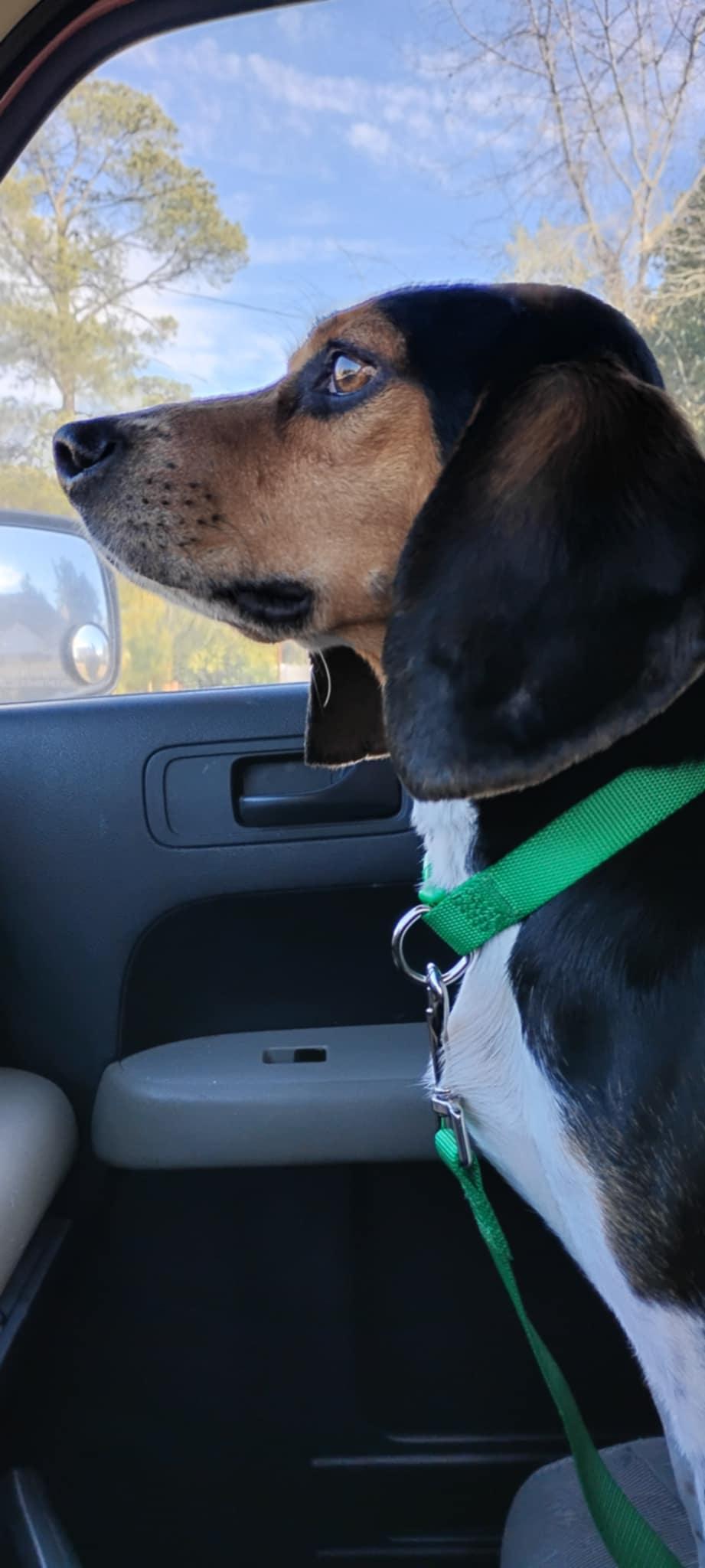 Enlarge Milo, an adopted mixed breed in North Augusta, SC image 2/3