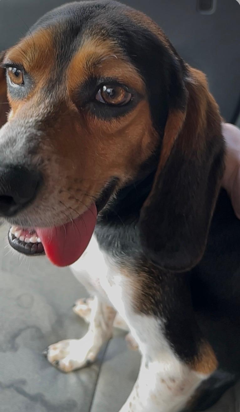 Enlarge Milo, an adopted mixed breed in North Augusta, SC image 3/3