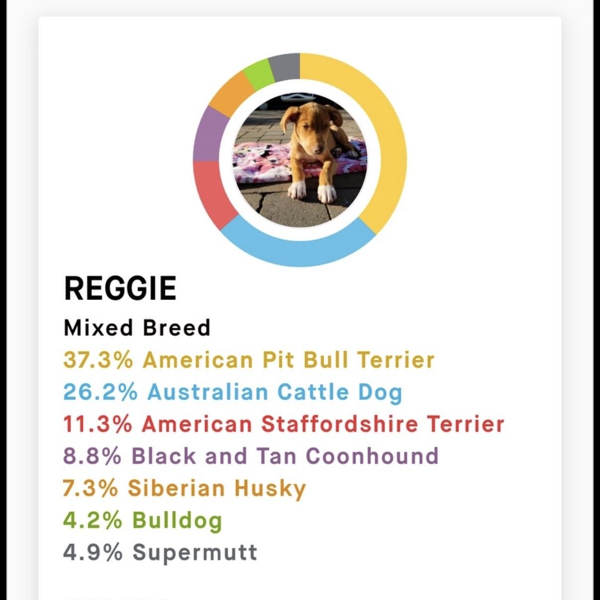 Enlarge Reggie, a ADOPTABLE mixed breed in Richboro, PA image 2/3