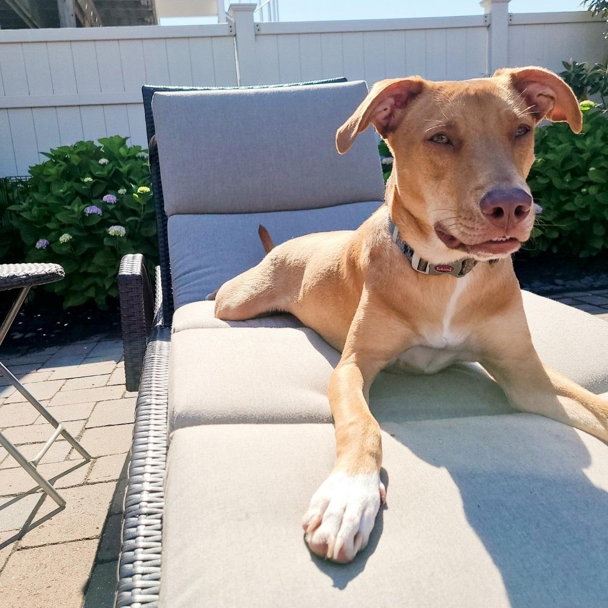 Enlarge Reggie, a ADOPTABLE mixed breed in Richboro, PA image 3/3