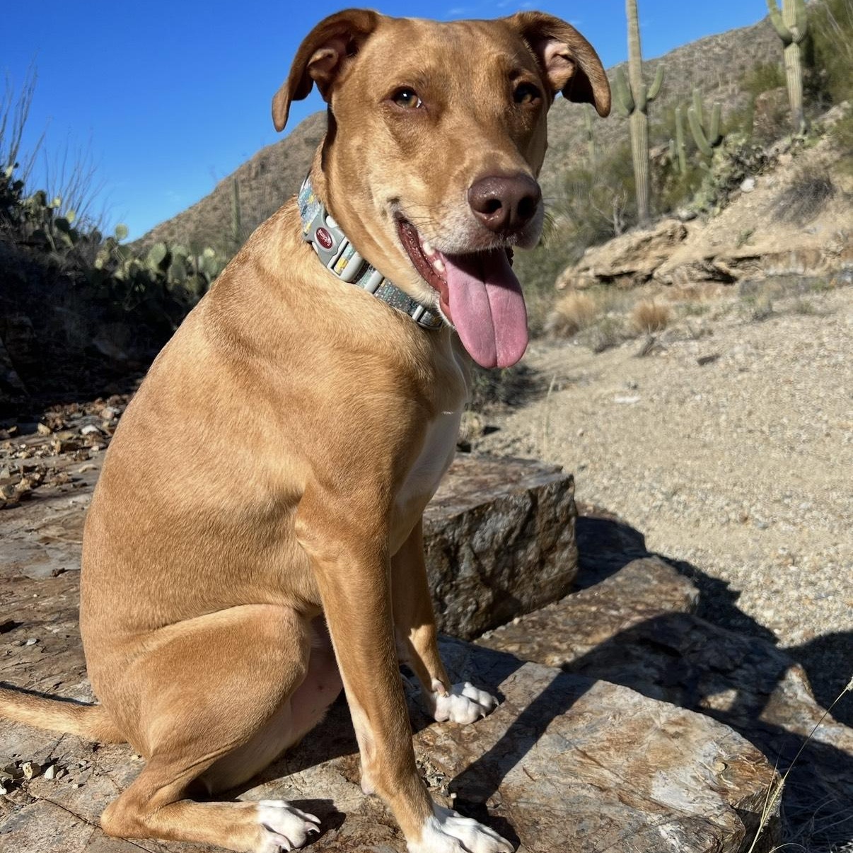 Reggie, ADOPTABLE, Adult Male Pit Bull Terrier & Cattle Dog.