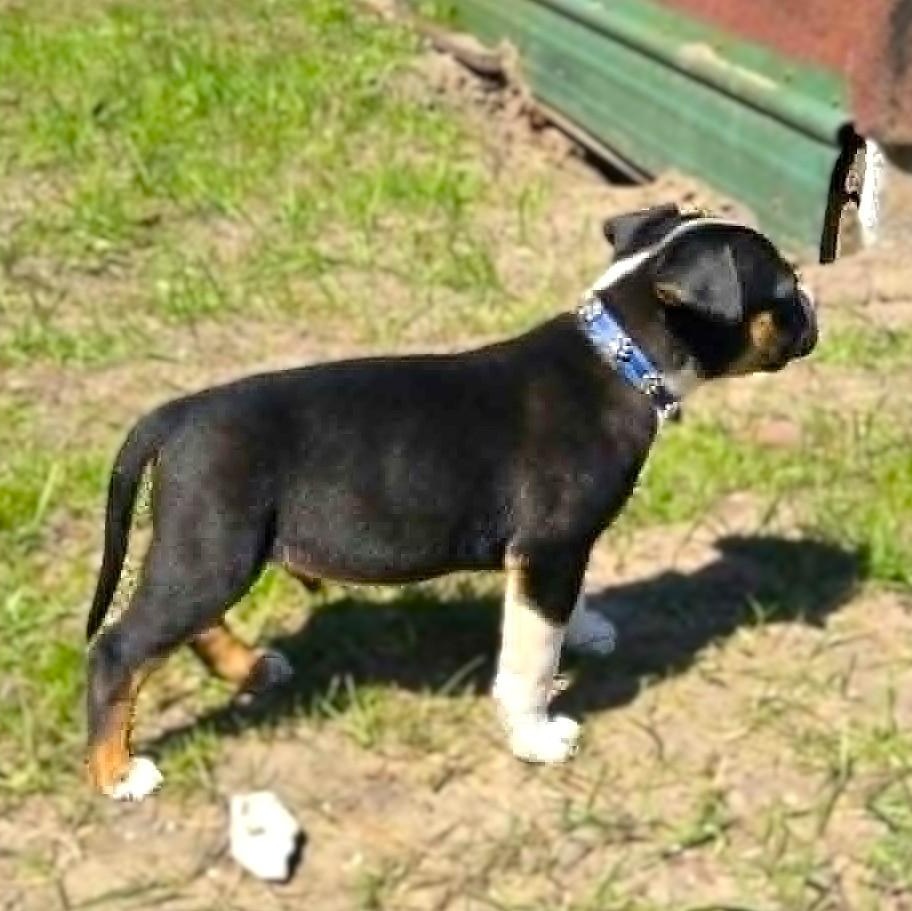 RIVER, a Adoptable mixed breed in Burton, MI image 4/6
