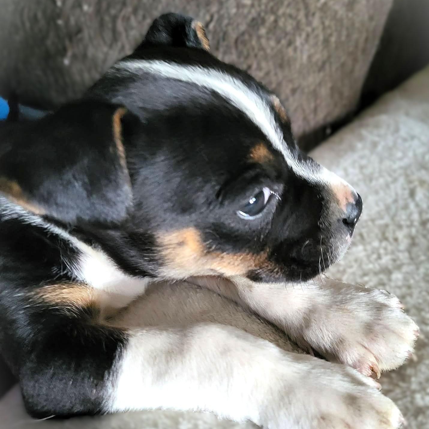 RIVER, a Adoptable mixed breed in Burton, MI image 3/6