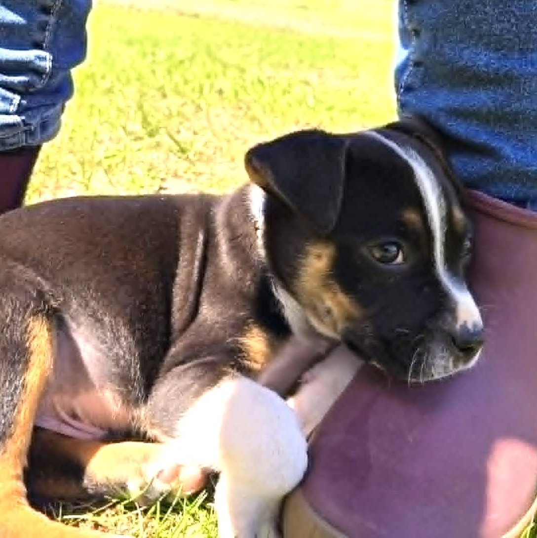 RIVER, a Adoptable mixed breed in Burton, MI image 5/6