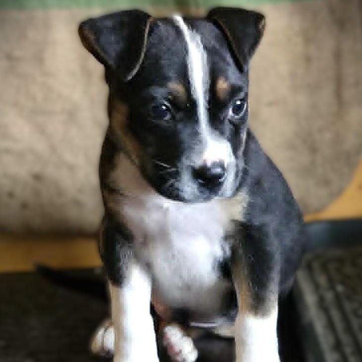 RIVER, Adoptable, Puppy Male American Bully.