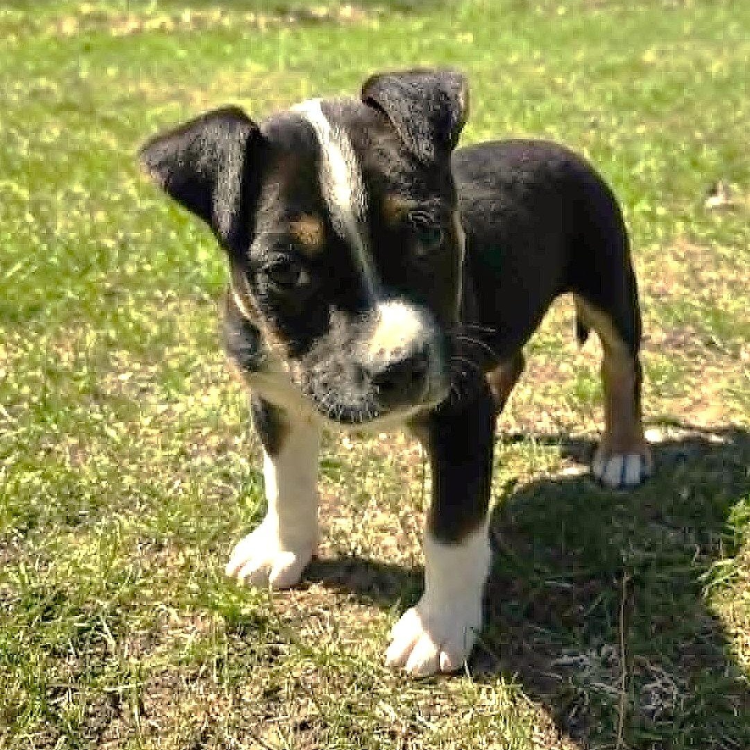 RIVER, a Adoptable mixed breed in Burton, MI image 2/6