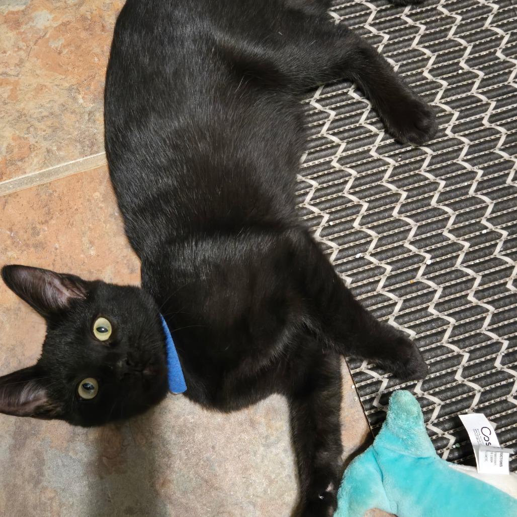 Jay, Adoptable, Kitten Male Domestic Short Hair.