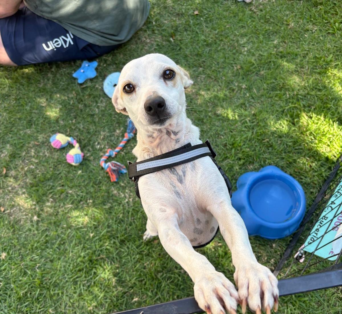 Enlarge Tuco, an adopted Chihuahua in Vancouver, BC image 2/6