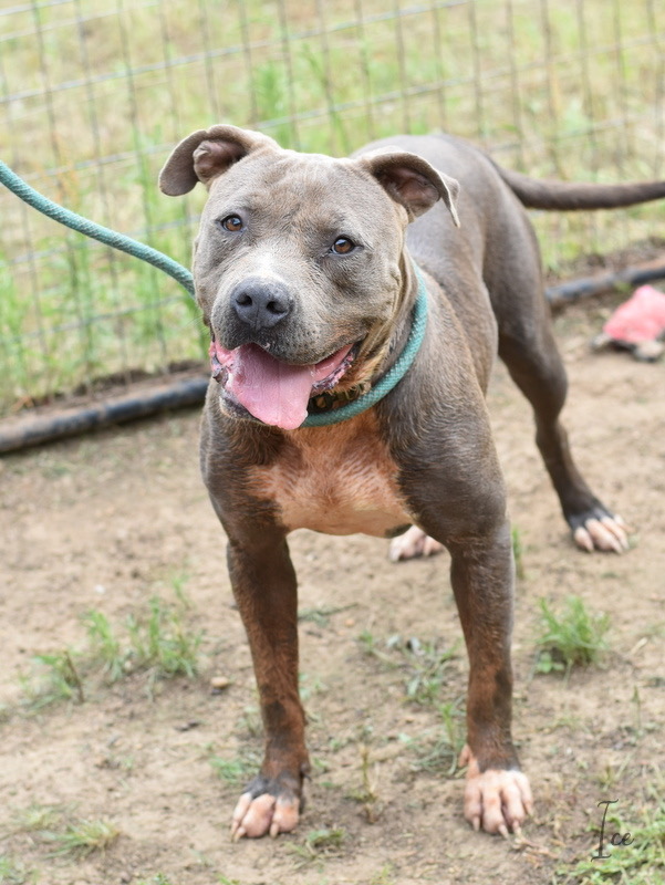 Enlarge ICE, a Adoptable Pit Bull Terrier in Portland, OR image 5/5