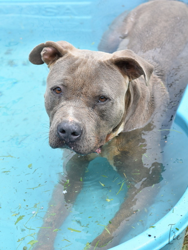 Enlarge ICE, a Adoptable Pit Bull Terrier in Portland, OR image 1/5