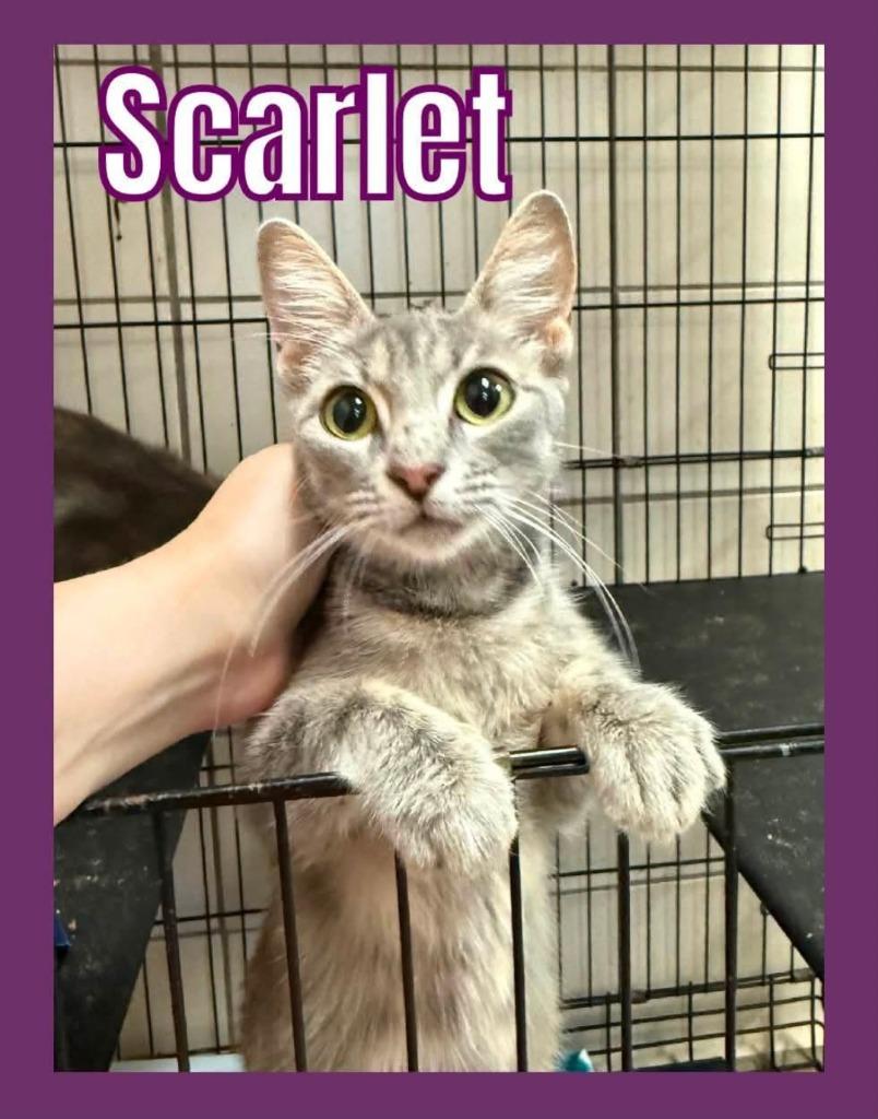 Scarlet (Gracie) photo
