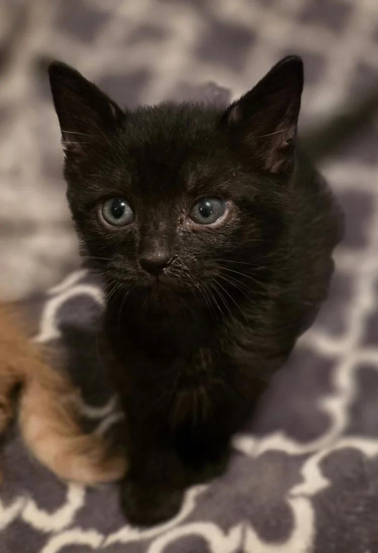 Sloane, ADOPTABLE, Kitten Female Domestic Short Hair.