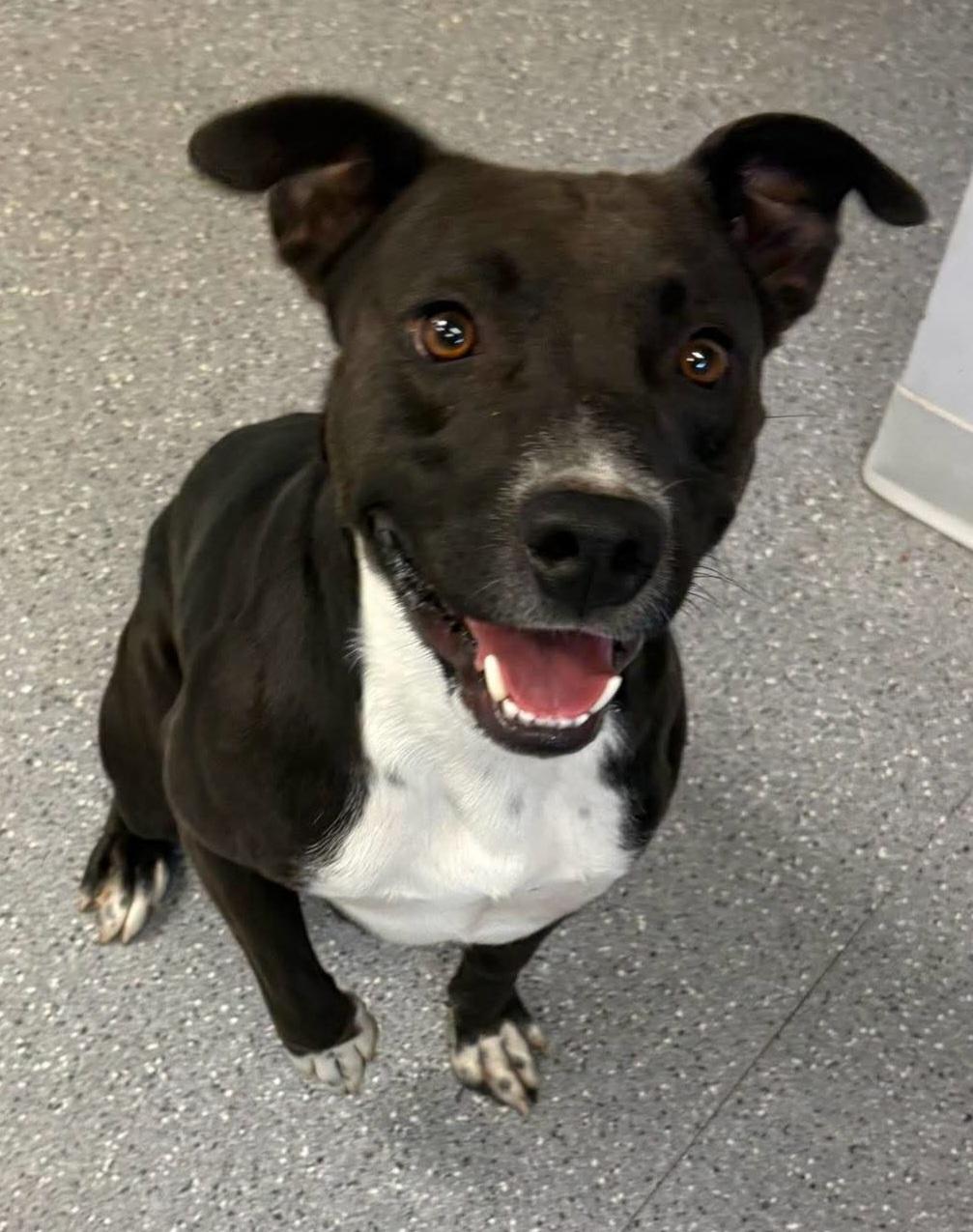 Doc, Adoptable, Young Male Pit Bull Terrier.