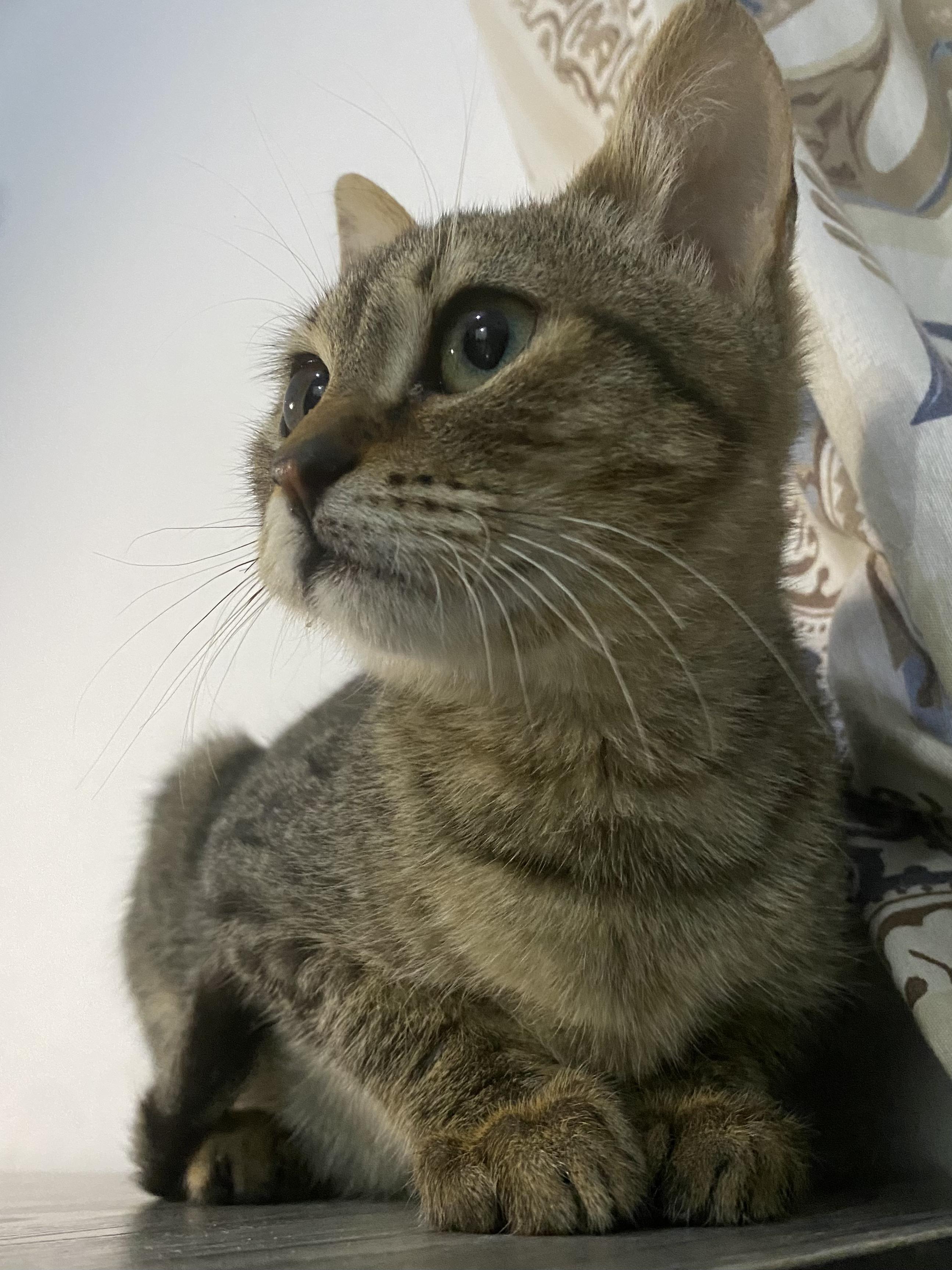 Enlarge Maja - Kitten - Playful, Affectionate, and Looking for a Loving Home, a ADOPTABLE mixed breed in North York, ON image 4/6