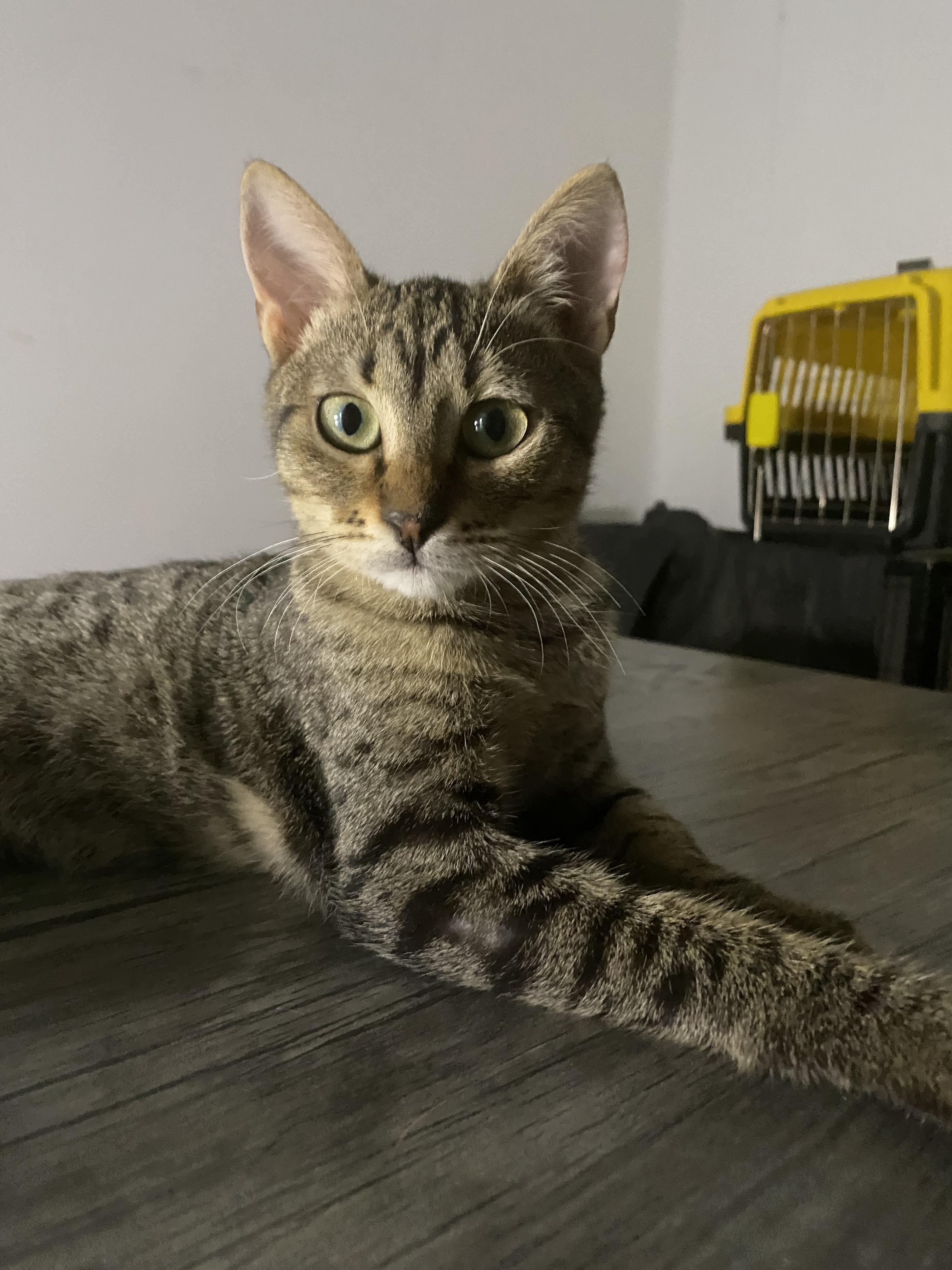 Enlarge Maja - Kitten - Playful, Affectionate, and Looking for a Loving Home, a ADOPTABLE mixed breed in North York, ON image 6/6