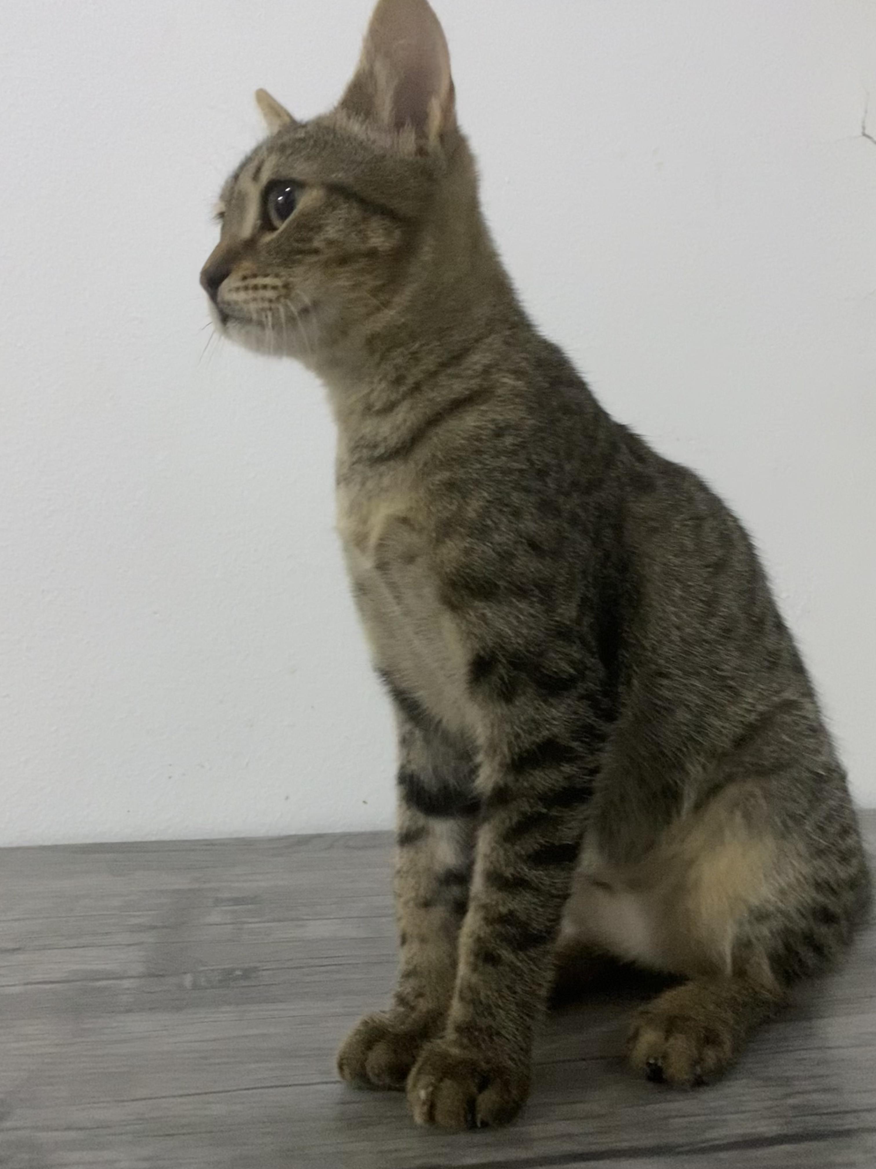 Enlarge Maja - Kitten - Playful, Affectionate, and Looking for a Loving Home, a ADOPTABLE mixed breed in North York, ON image 3/6