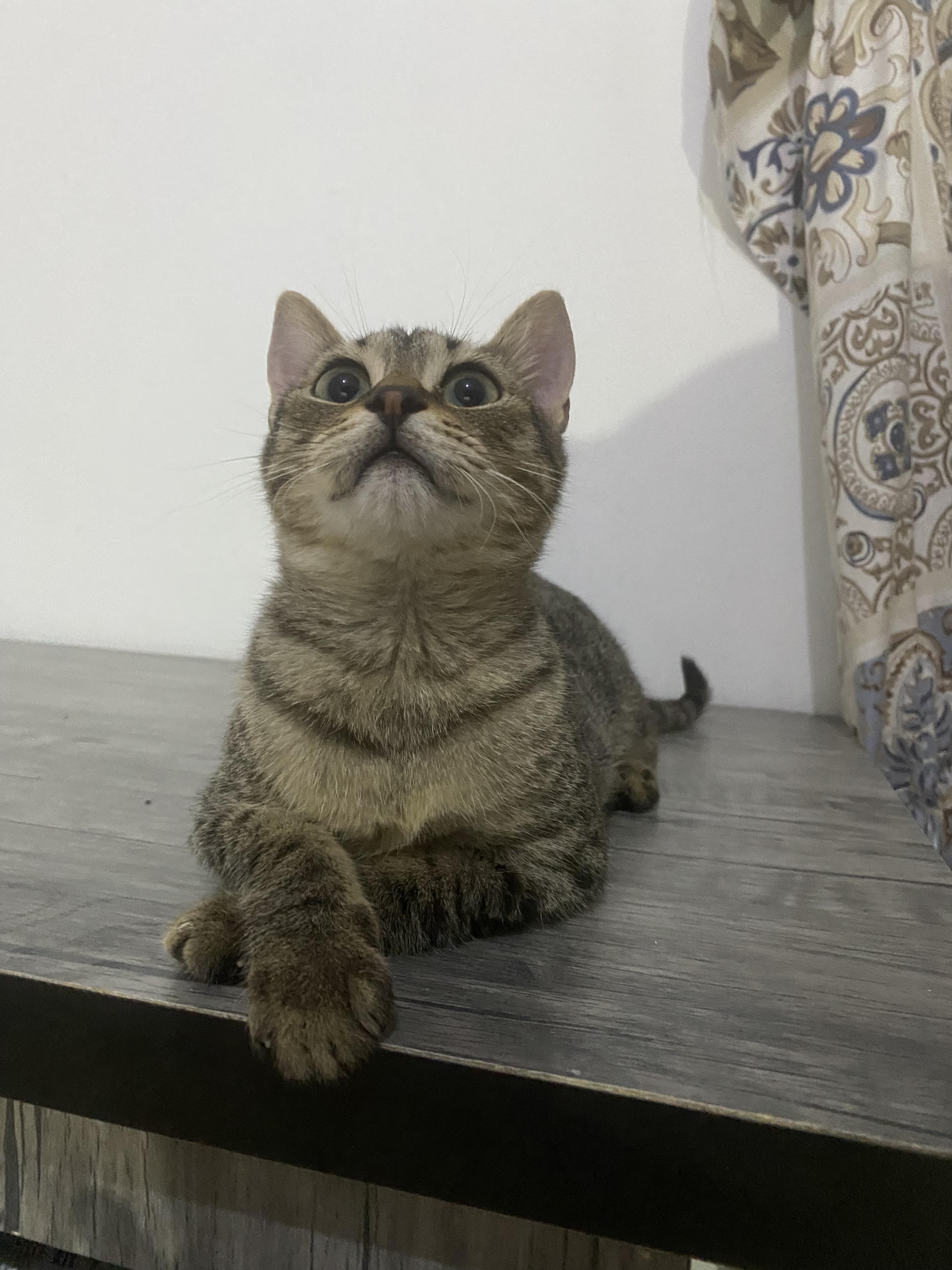 Enlarge Maja - Kitten - Playful, Affectionate, and Looking for a Loving Home, a ADOPTABLE mixed breed in North York, ON image 2/6
