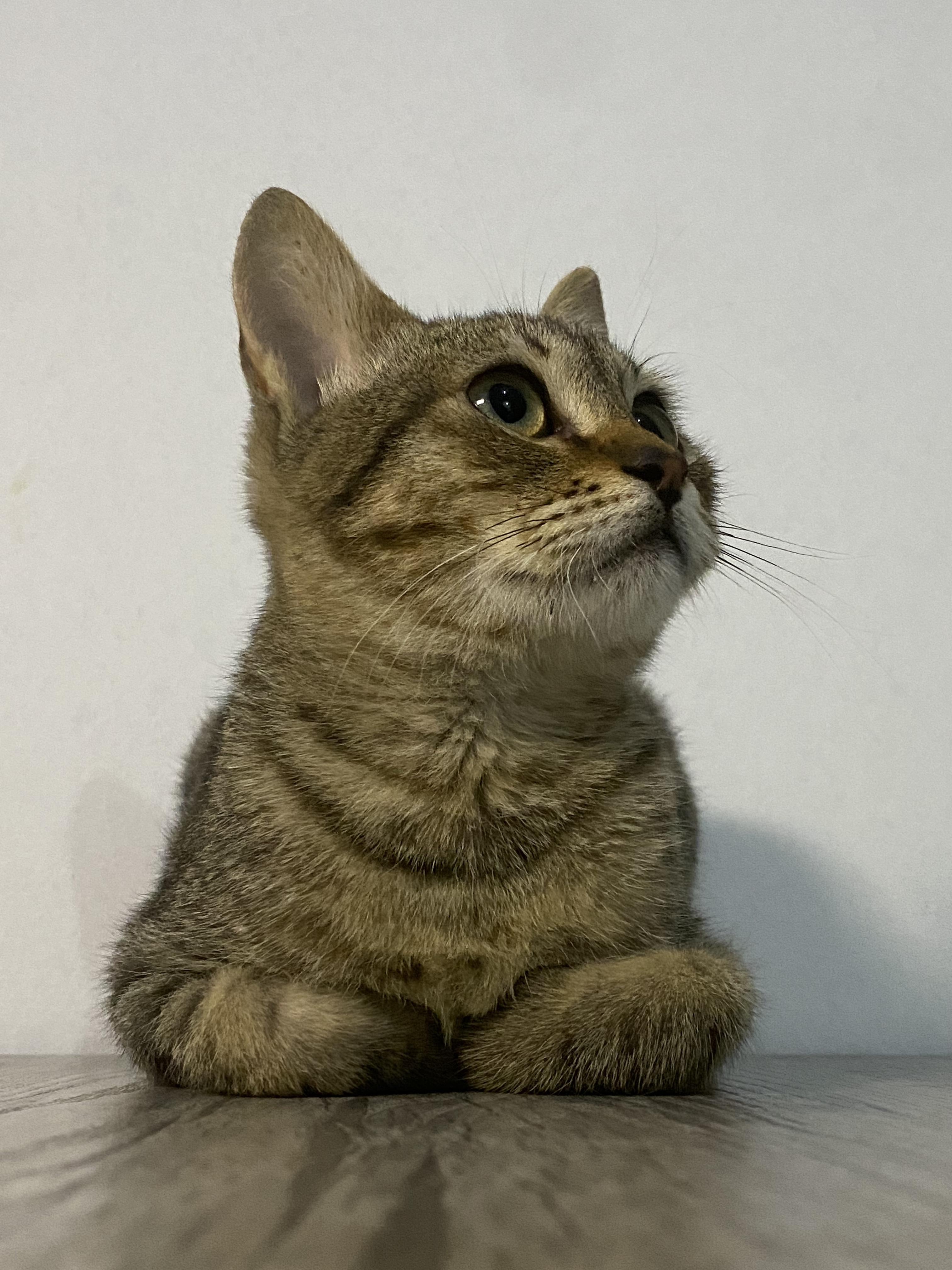 Enlarge Maja - Kitten - Playful, Affectionate, and Looking for a Loving Home, a ADOPTABLE mixed breed in North York, ON image 1/6