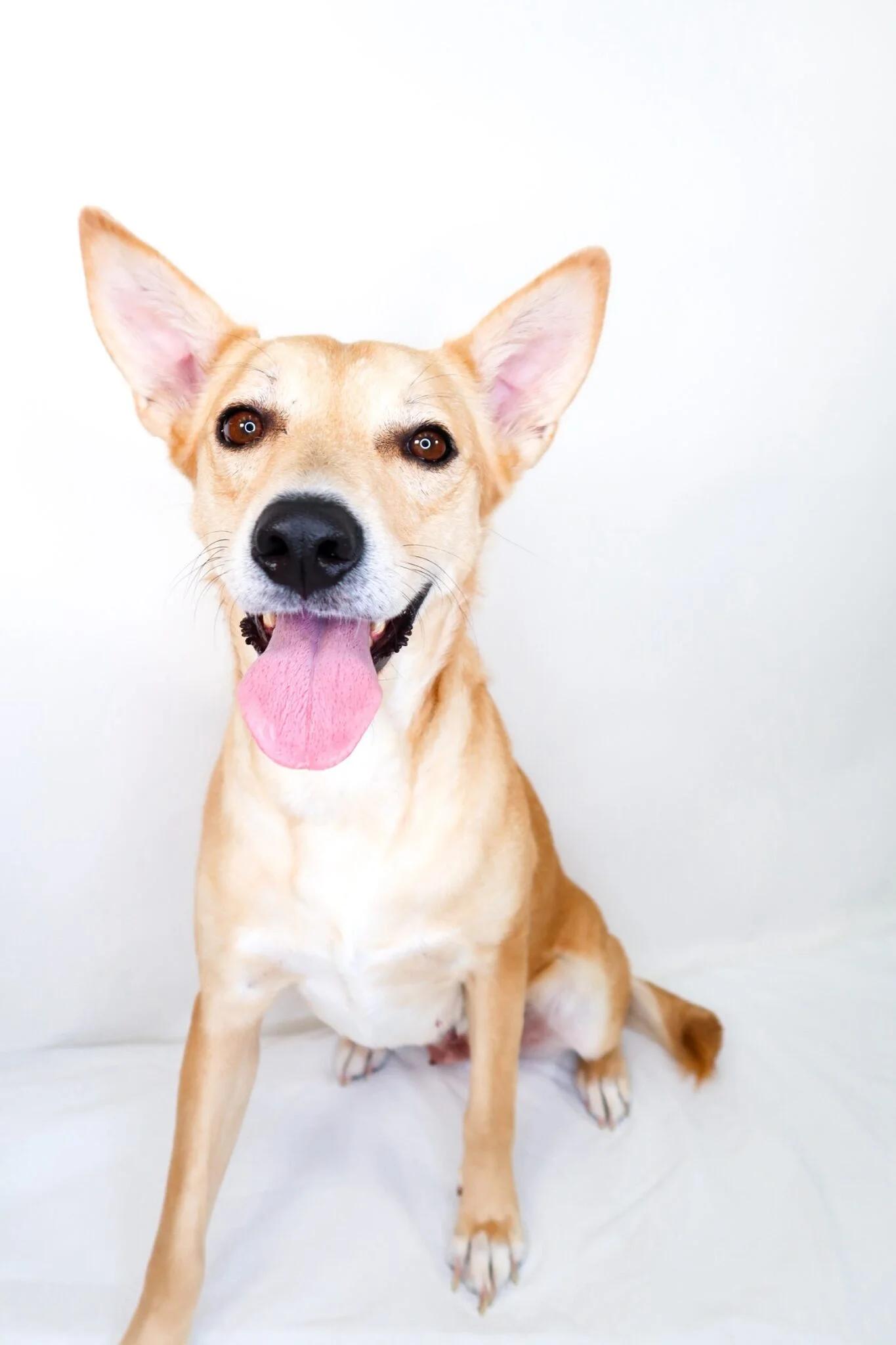 Foxie, Adoptable, Adult Female Shepherd.