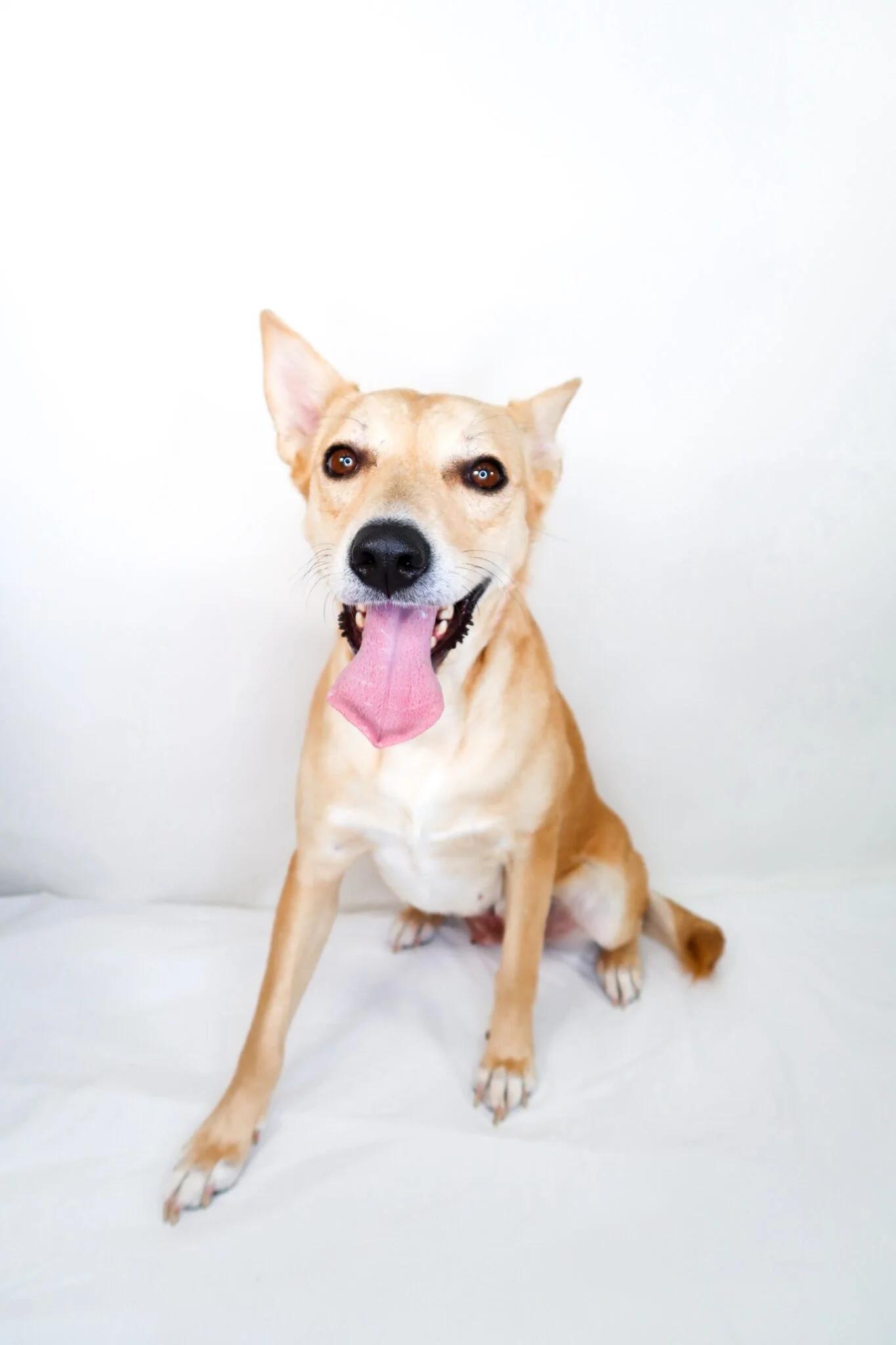 Enlarge Foxie, a Adoptable mixed breed in Bixby, OK image 3/4