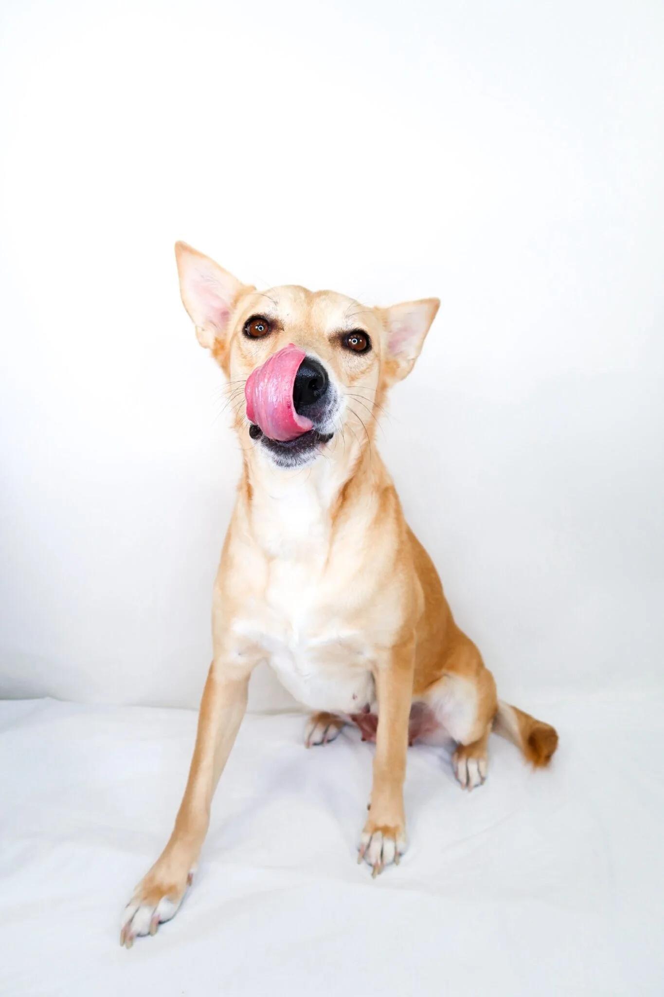 Enlarge Foxie, a Adoptable mixed breed in Bixby, OK image 2/4