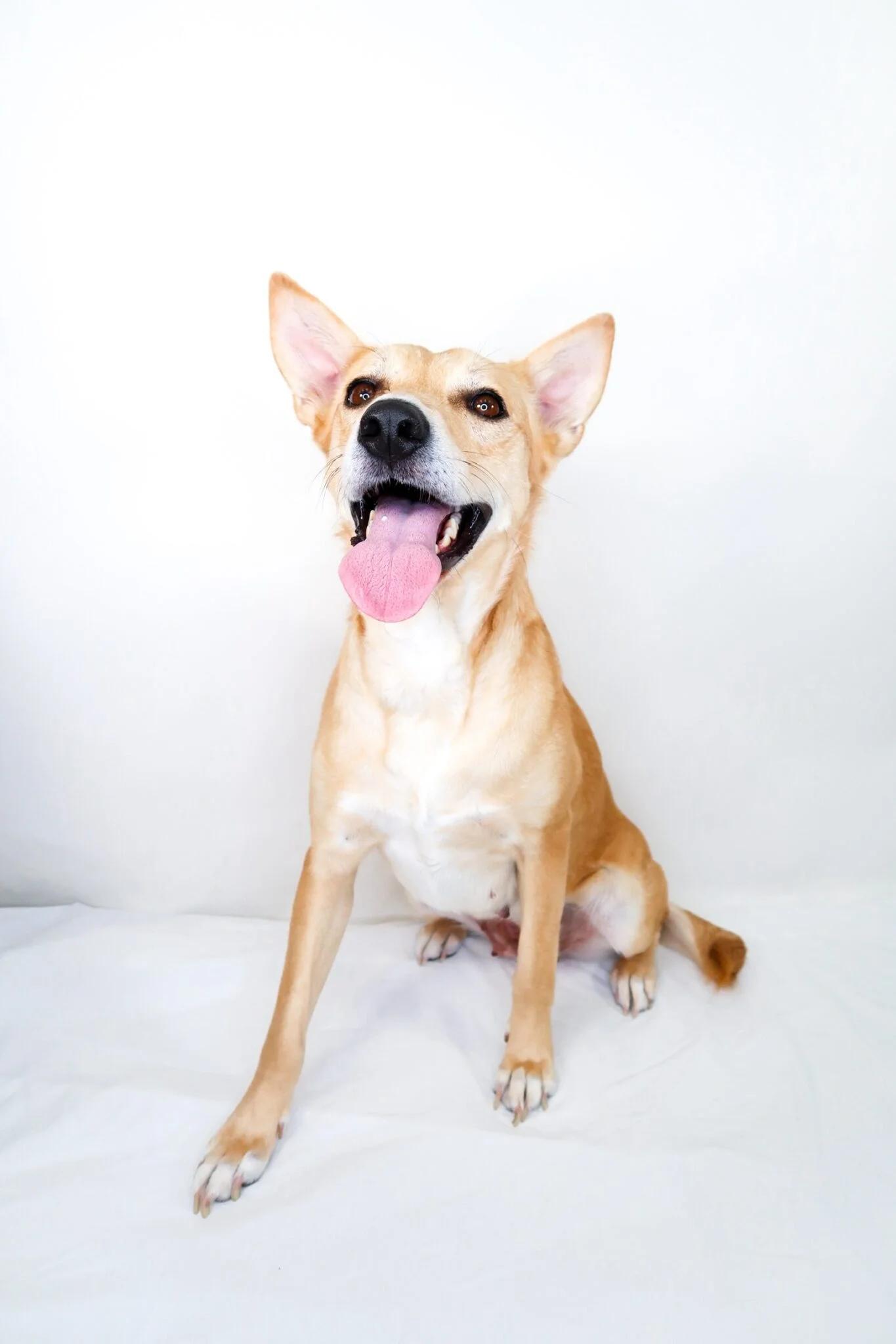 Enlarge Foxie, a Adoptable mixed breed in Bixby, OK image 4/4
