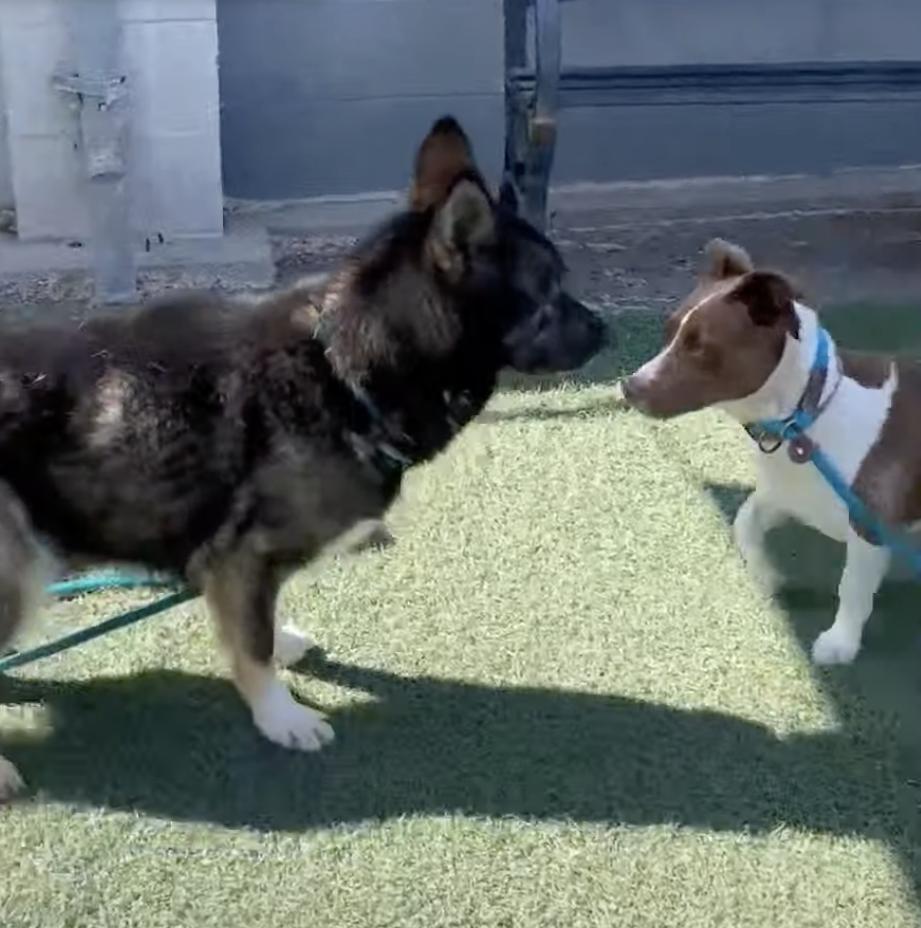 Enlarge Ayla, a Adoptable mixed breed in San Francisco, CA image 4/5