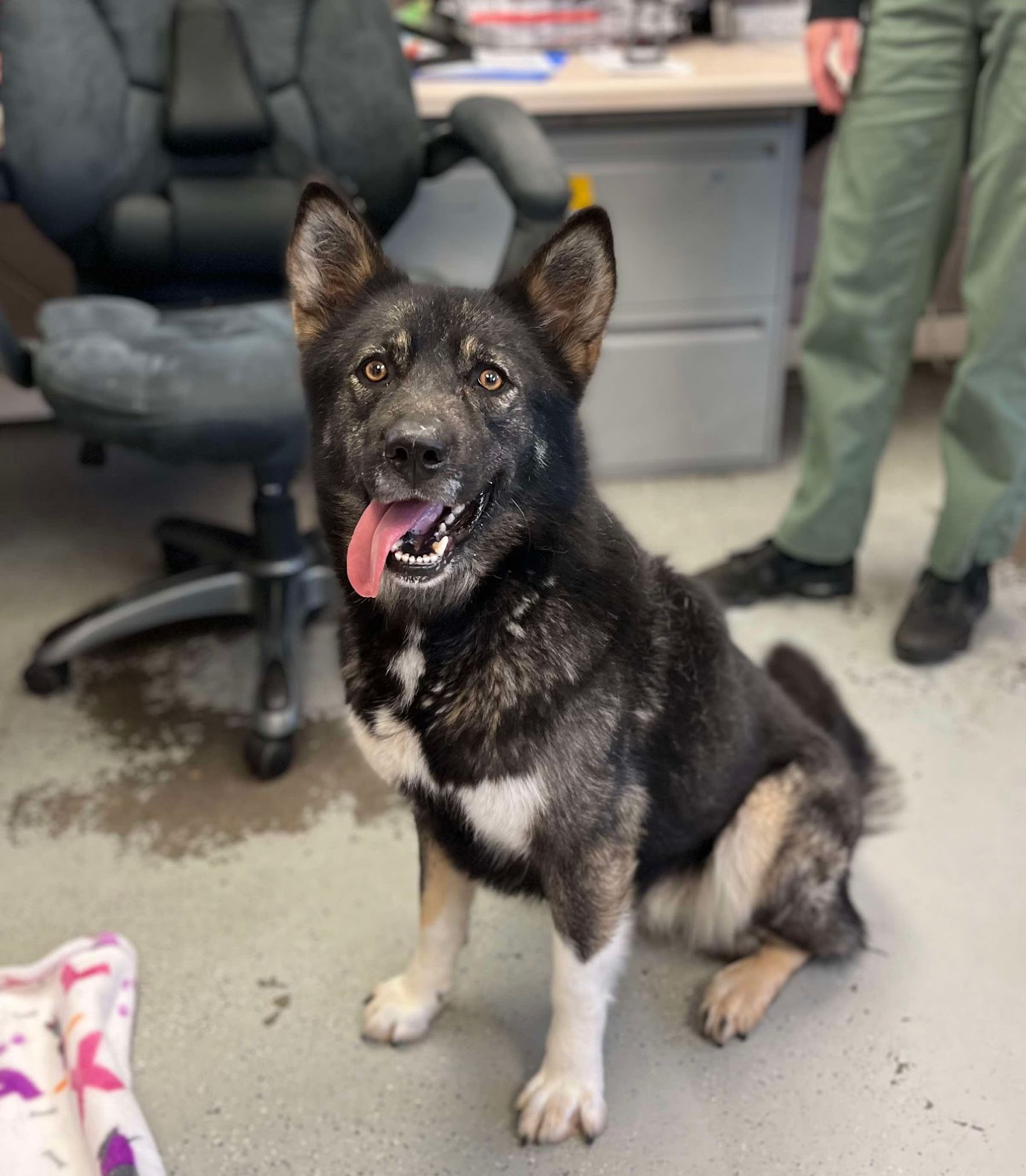 Ayla, Adoptable, Young Female Akita & Norwegian Elkhound.