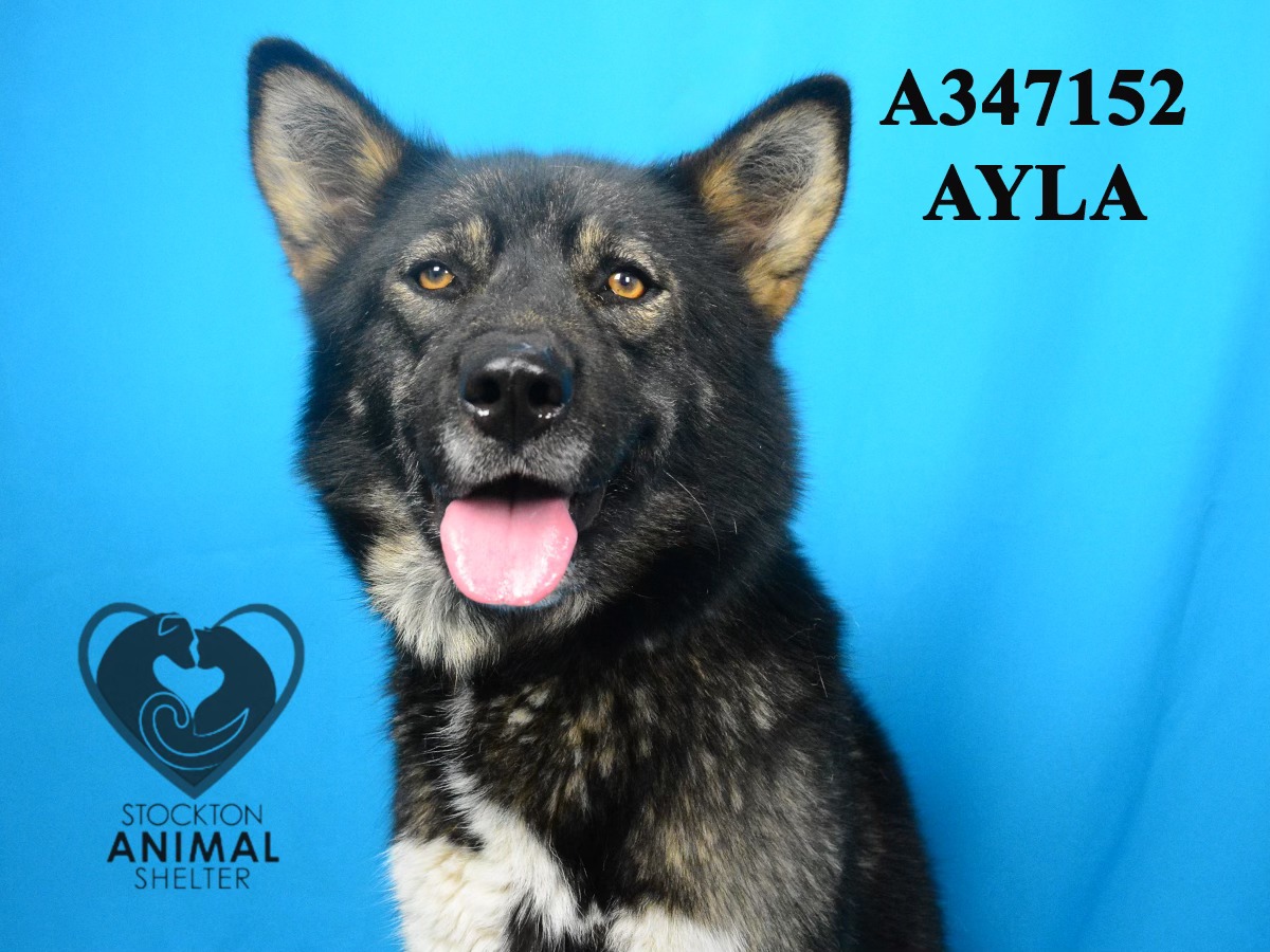 Enlarge Ayla, a Adoptable mixed breed in San Francisco, CA image 5/5