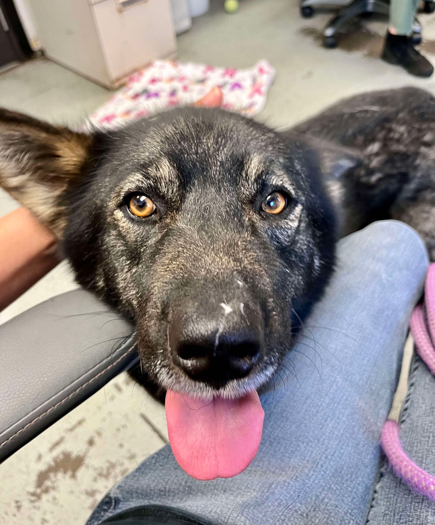 Enlarge Ayla, a Adoptable mixed breed in San Francisco, CA image 2/5