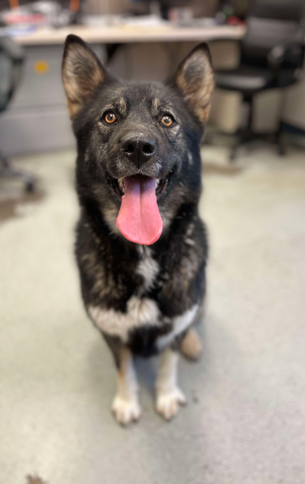 Enlarge Ayla, a Adoptable mixed breed in San Francisco, CA image 3/5