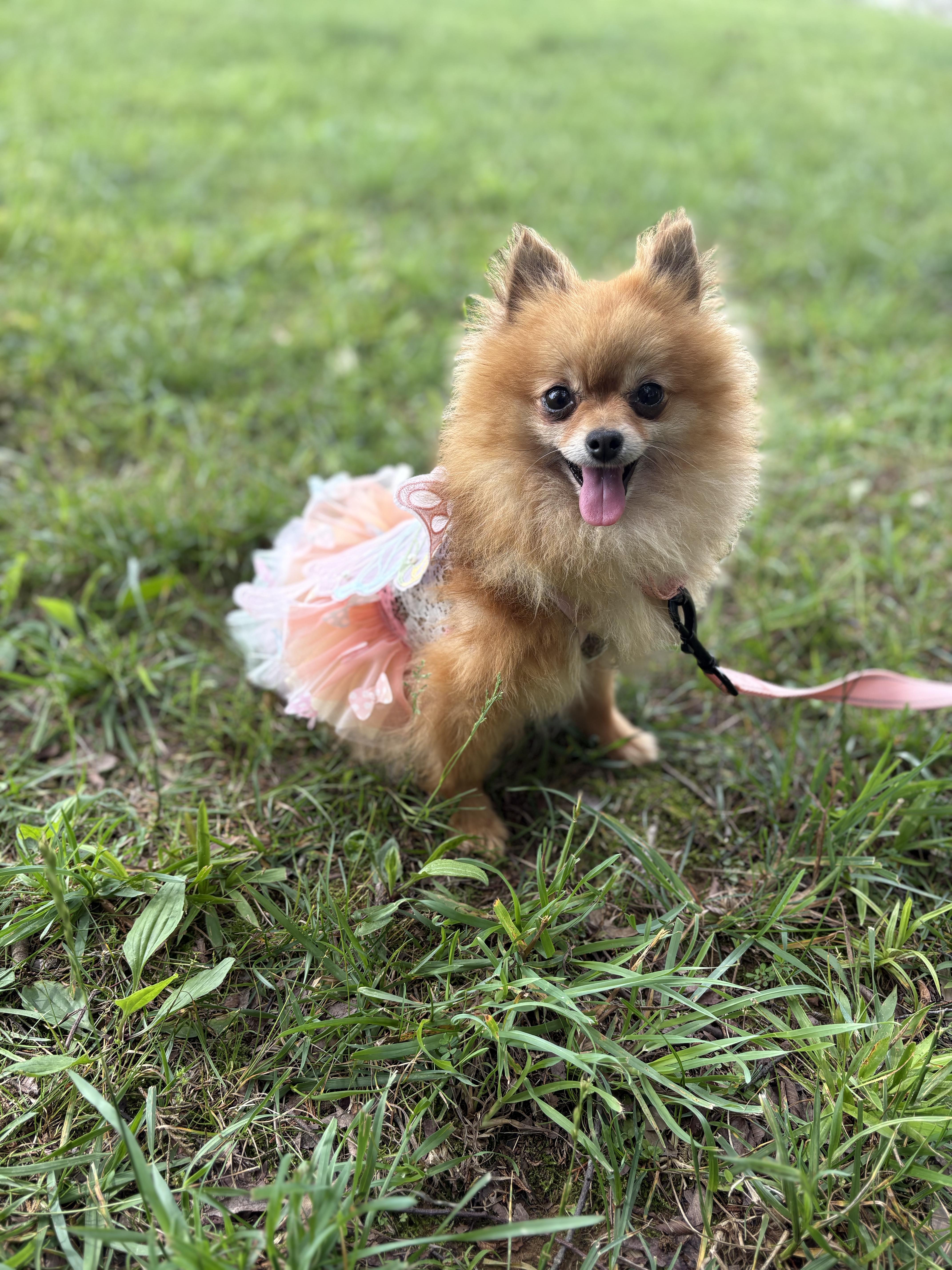Pomela- Transport, adopted, Adult Female Pomeranian.