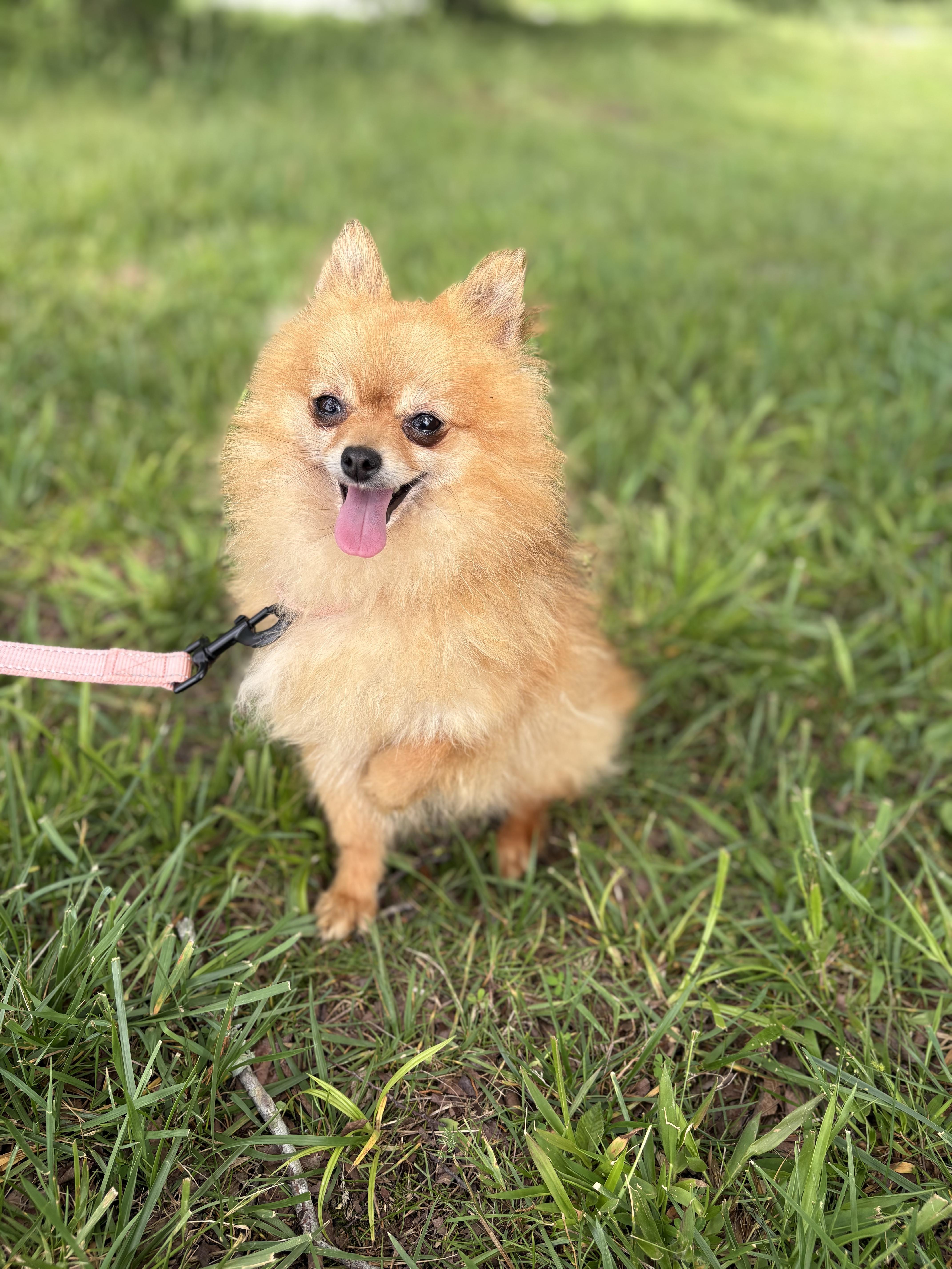 Pomela- Transport, an adopted Pomeranian in Wilmington, OH image 4/6