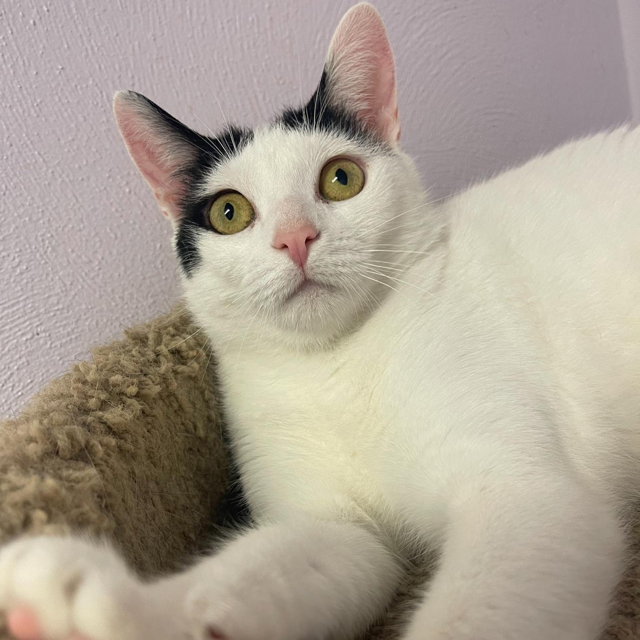 Calypso, a Adoptable Domestic Short Hair in Indiana, PA image 2/2