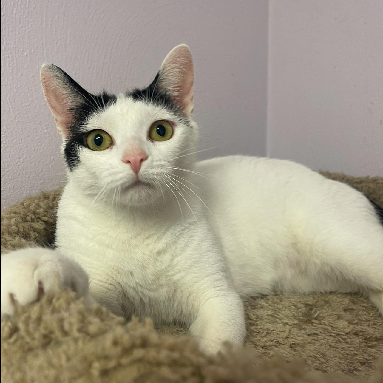 Calypso, Adoptable, Adult Female Domestic Short Hair.