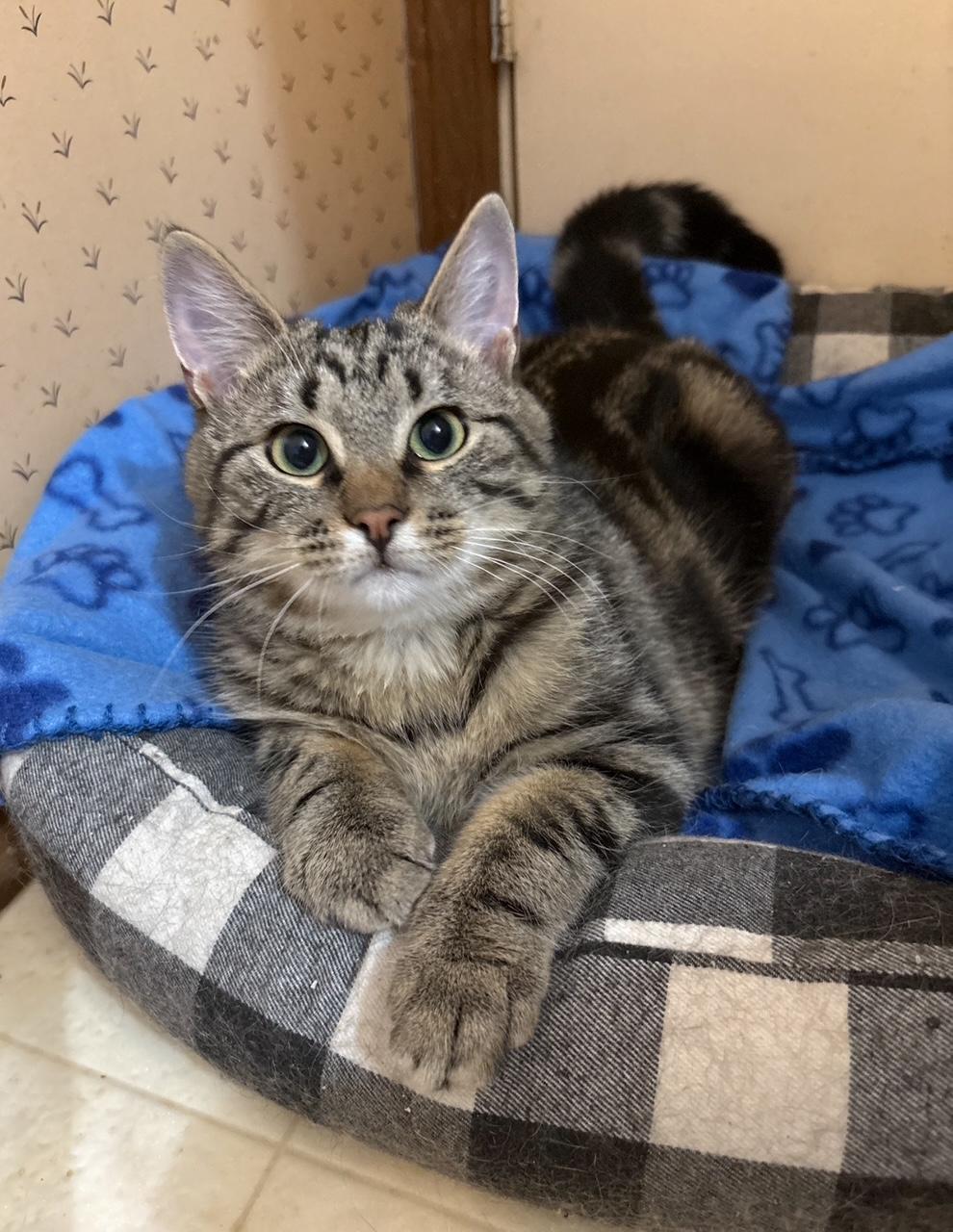 Enlarge Mocha with Lotte, a ADOPTABLE Domestic Short Hair in Oberlin, OH image 4/4