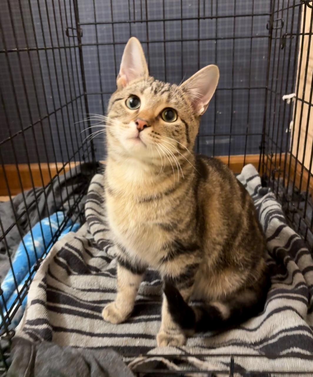 Mocha with Lotte, ADOPTABLE, Young Male Domestic Short Hair.