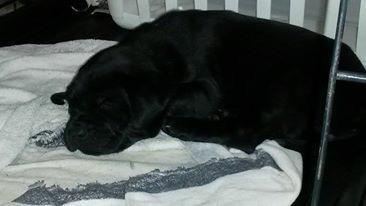 Enlarge Patches, a Adopted mixed breed in Johnston, IA image 1/1