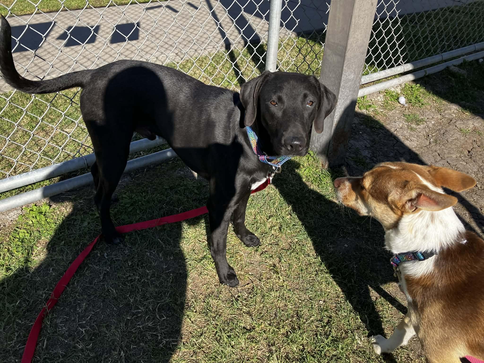Dan, a ADOPTABLE mixed breed in Elkhorn, WI image 2/4