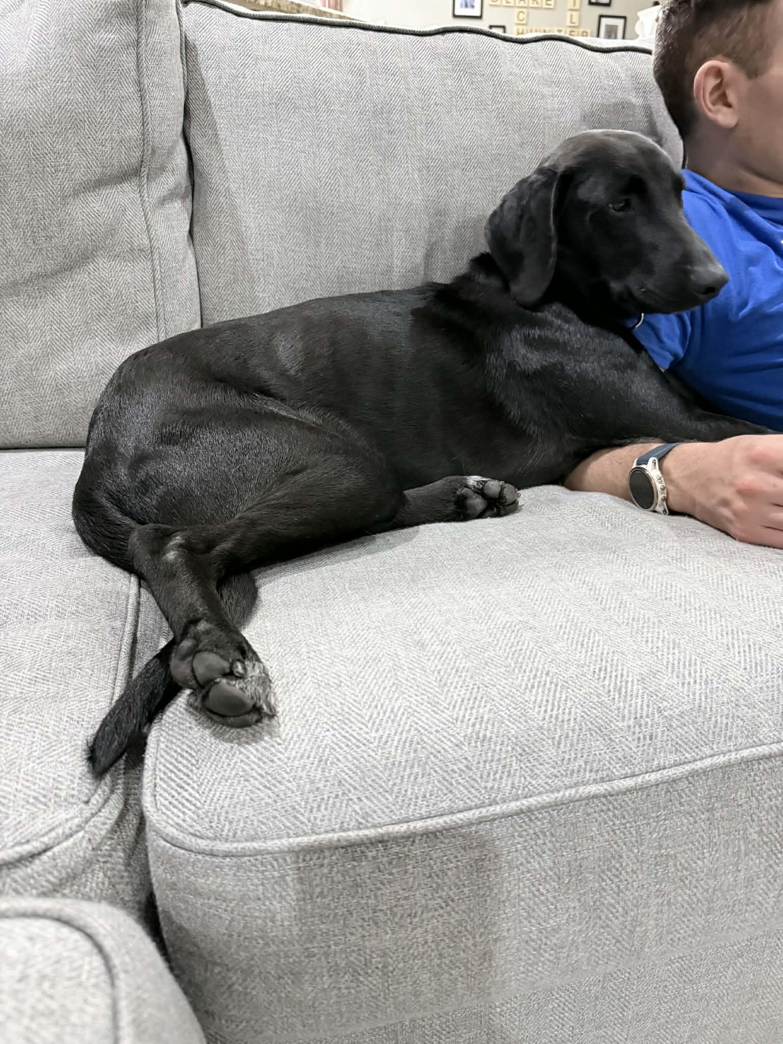 Dan, a ADOPTABLE mixed breed in Elkhorn, WI image 3/4