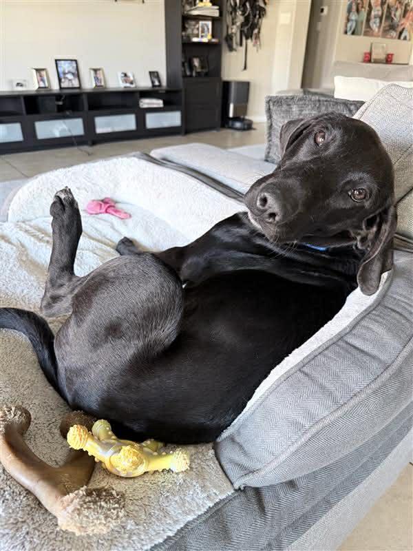 Dan, ADOPTABLE, Young Male Black Labrador Retriever.