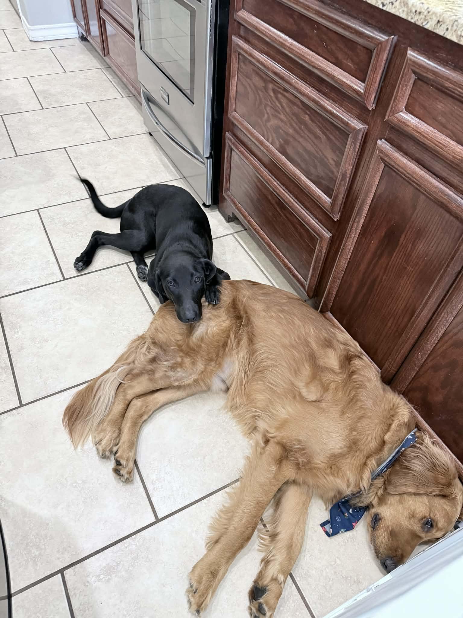 Dan, a ADOPTABLE mixed breed in Elkhorn, WI image 4/4