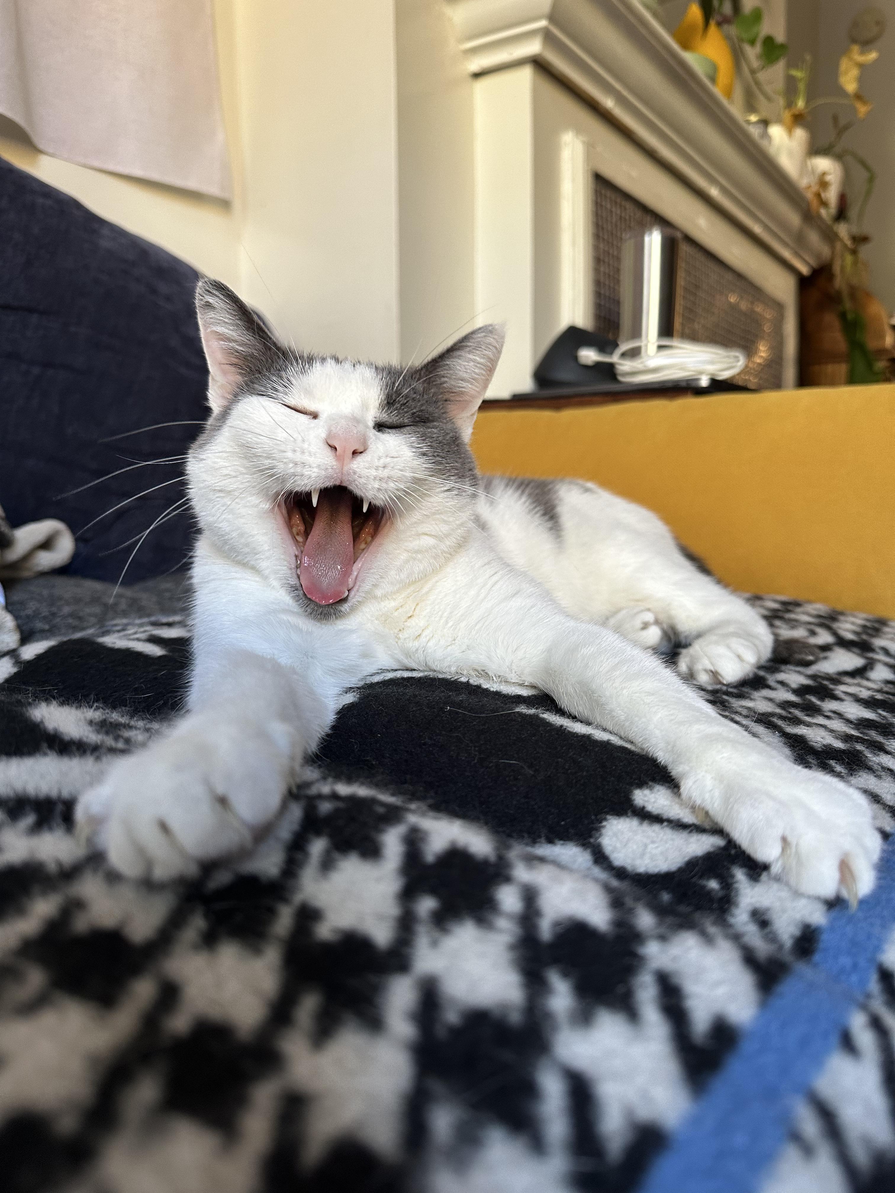 Frida, a ADOPTABLE Domestic Short Hair in Brooklyn, NY image 5/6