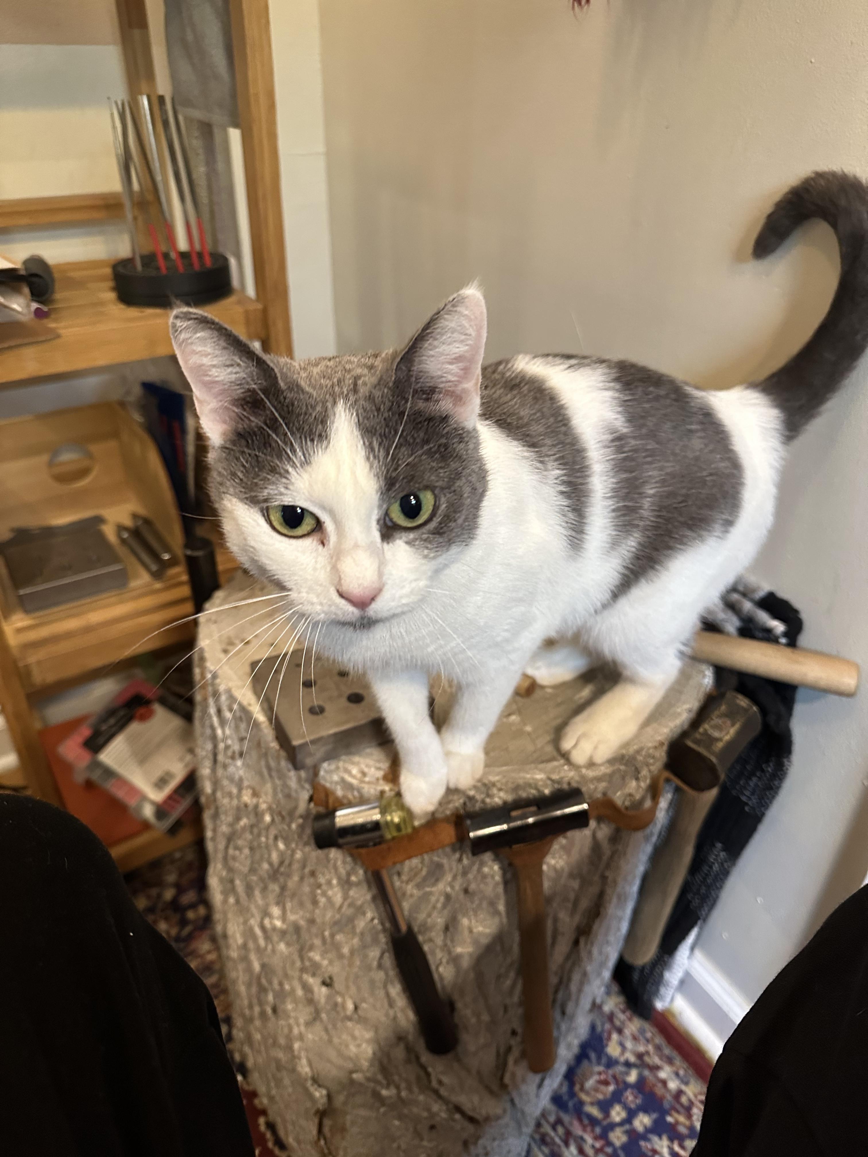 Frida, a ADOPTABLE Domestic Short Hair in Brooklyn, NY image 4/6