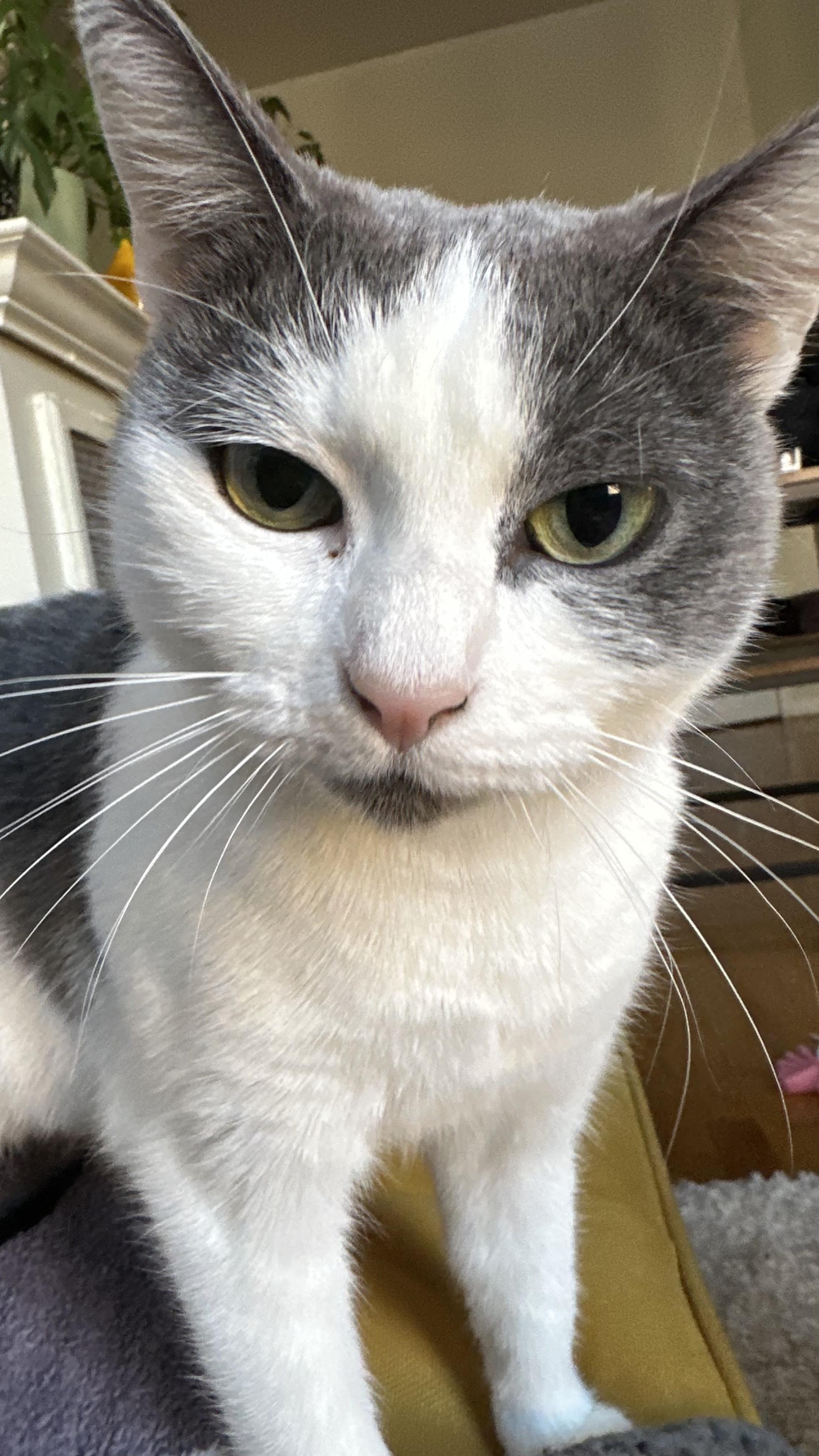 Frida, a ADOPTABLE Domestic Short Hair in Brooklyn, NY image 2/6